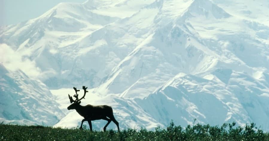 Caribou silhouetted walking on tundra with Alaska mountain backdrop