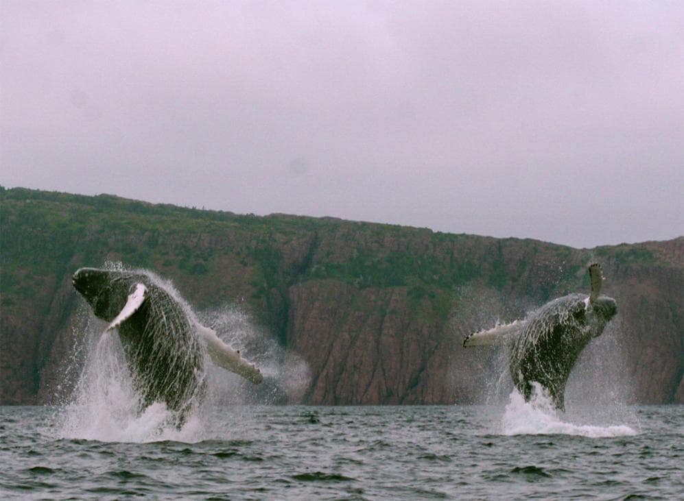 Humpback whales breaching off rugged coastal cliffs, whale watching tour