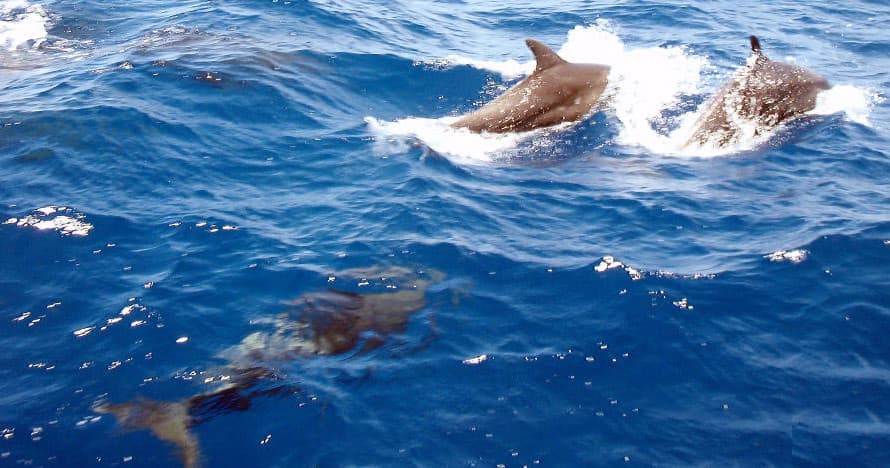 Dolphins bowriding in deep blue ocean, wildlife marine sighting