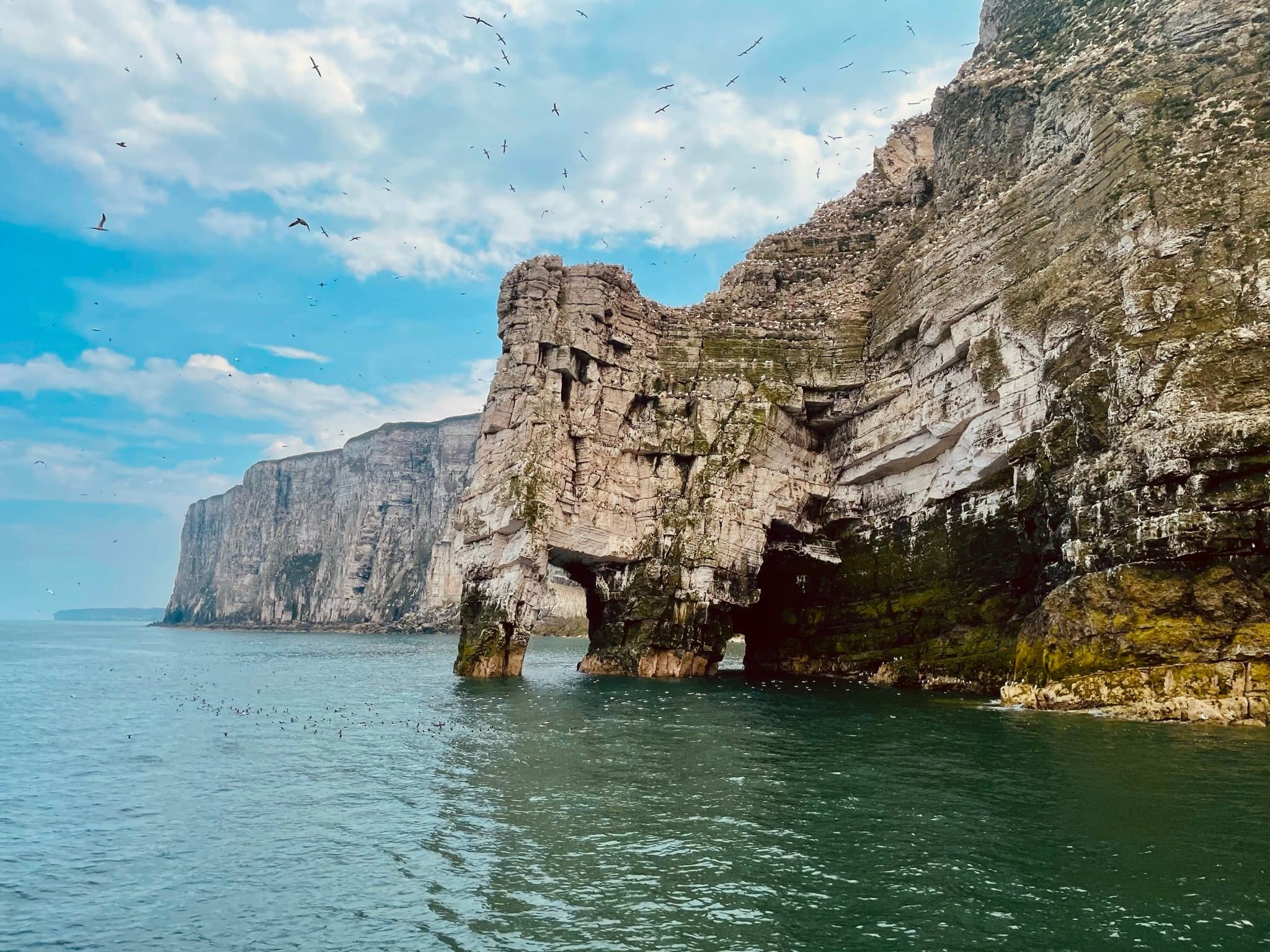 Sea Wildlife & Cliffs Adventure with Yorkshire Belle