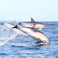 Wildlife Watching Boat Trip in Penzance: Dolphins, Seals & Lighthouses photo 1