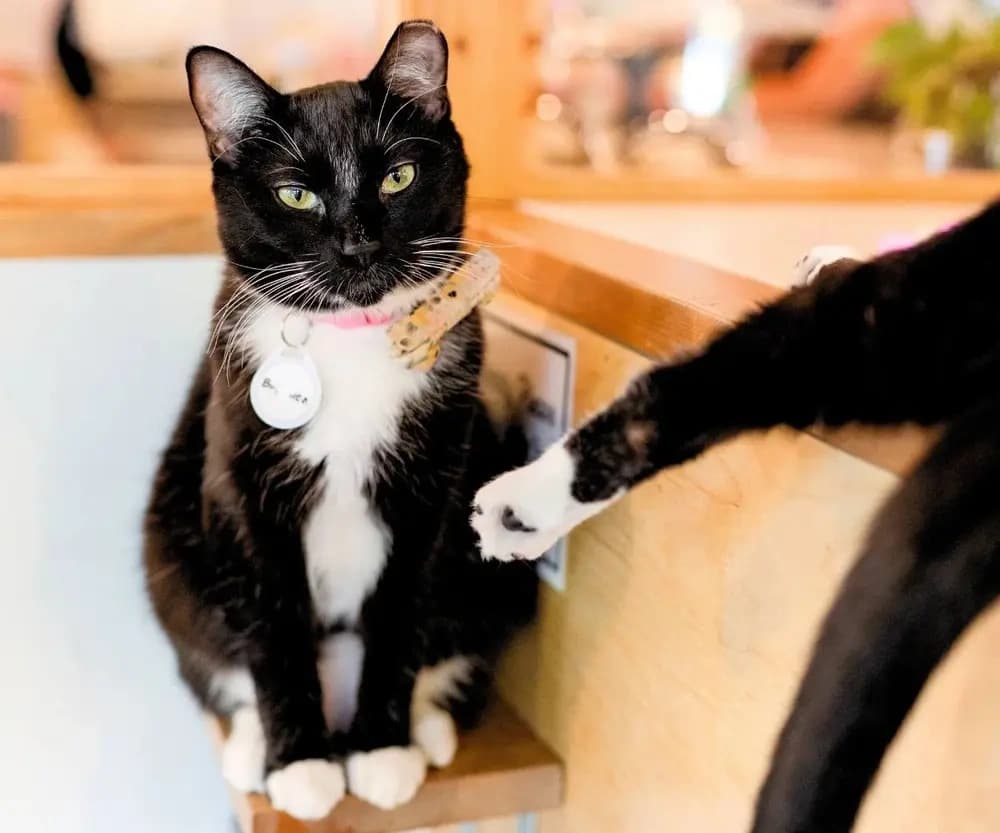 Seattle Cat Café: 70-Minute Cat Room Visit with Rescue Kitties on Capitol Hill