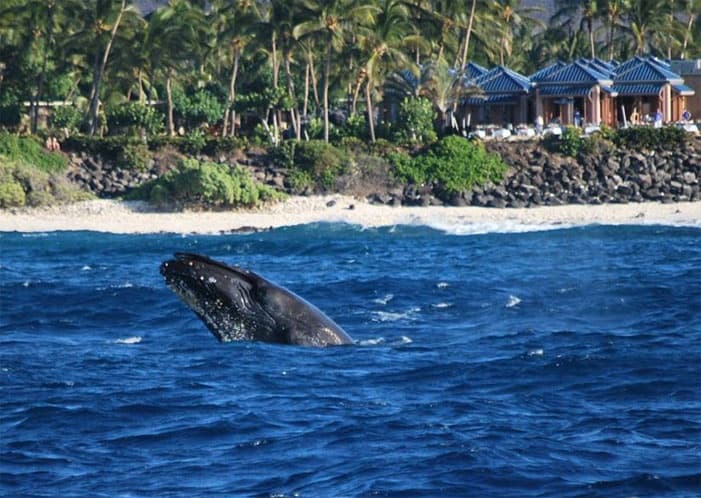 Humpback whale surfacing near tropical shoreline and resort coast