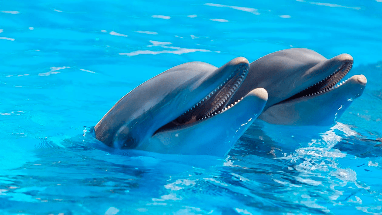 Dolphin Cruise with Reel Irie Fishing Charters in Gulf Breeze