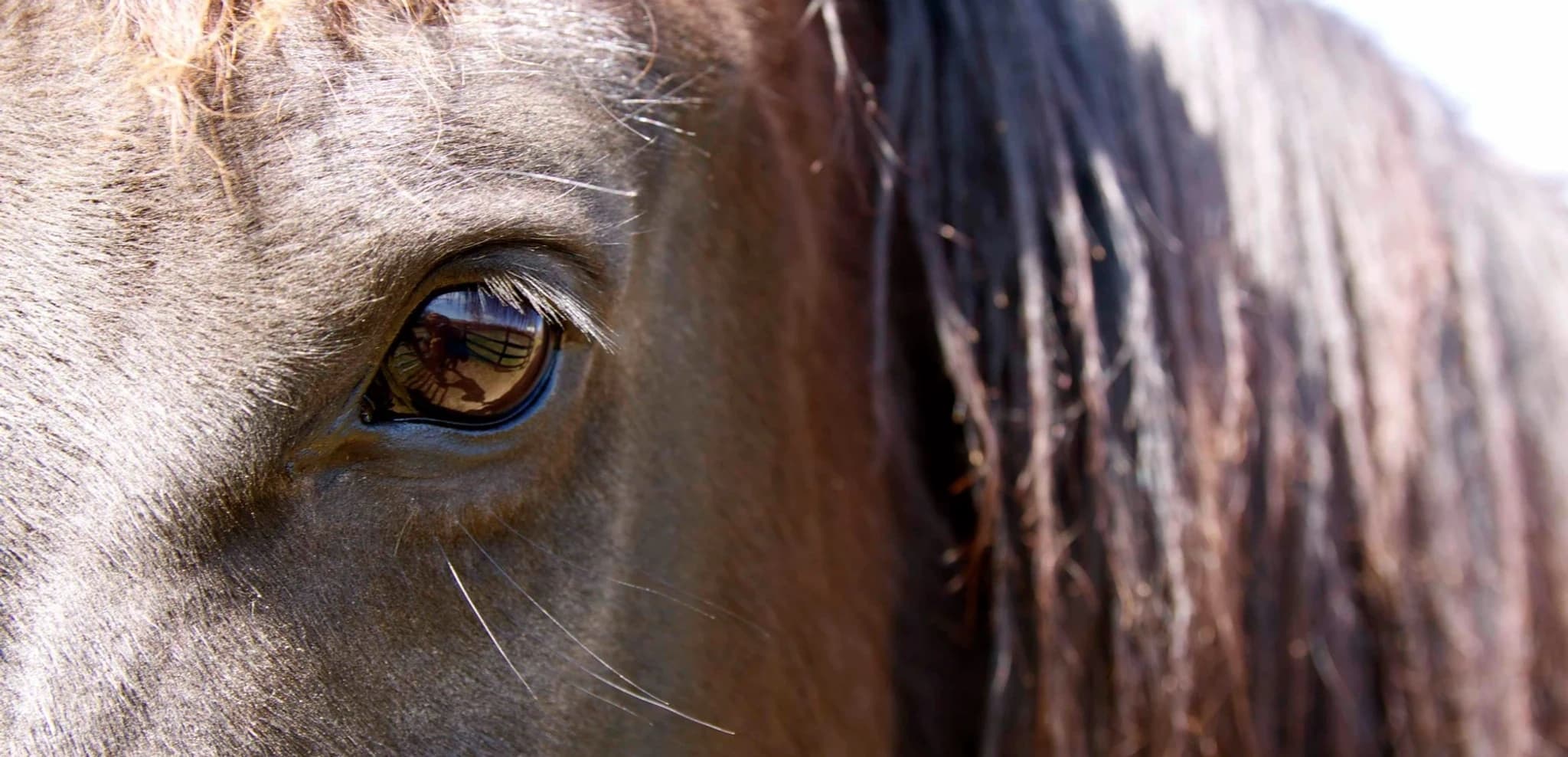 Sound & Horses: Healing Meditation in Yucca Valley, CA
