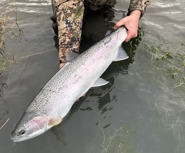 Steelhead Fishing Adventure in Kasilof, Alaska