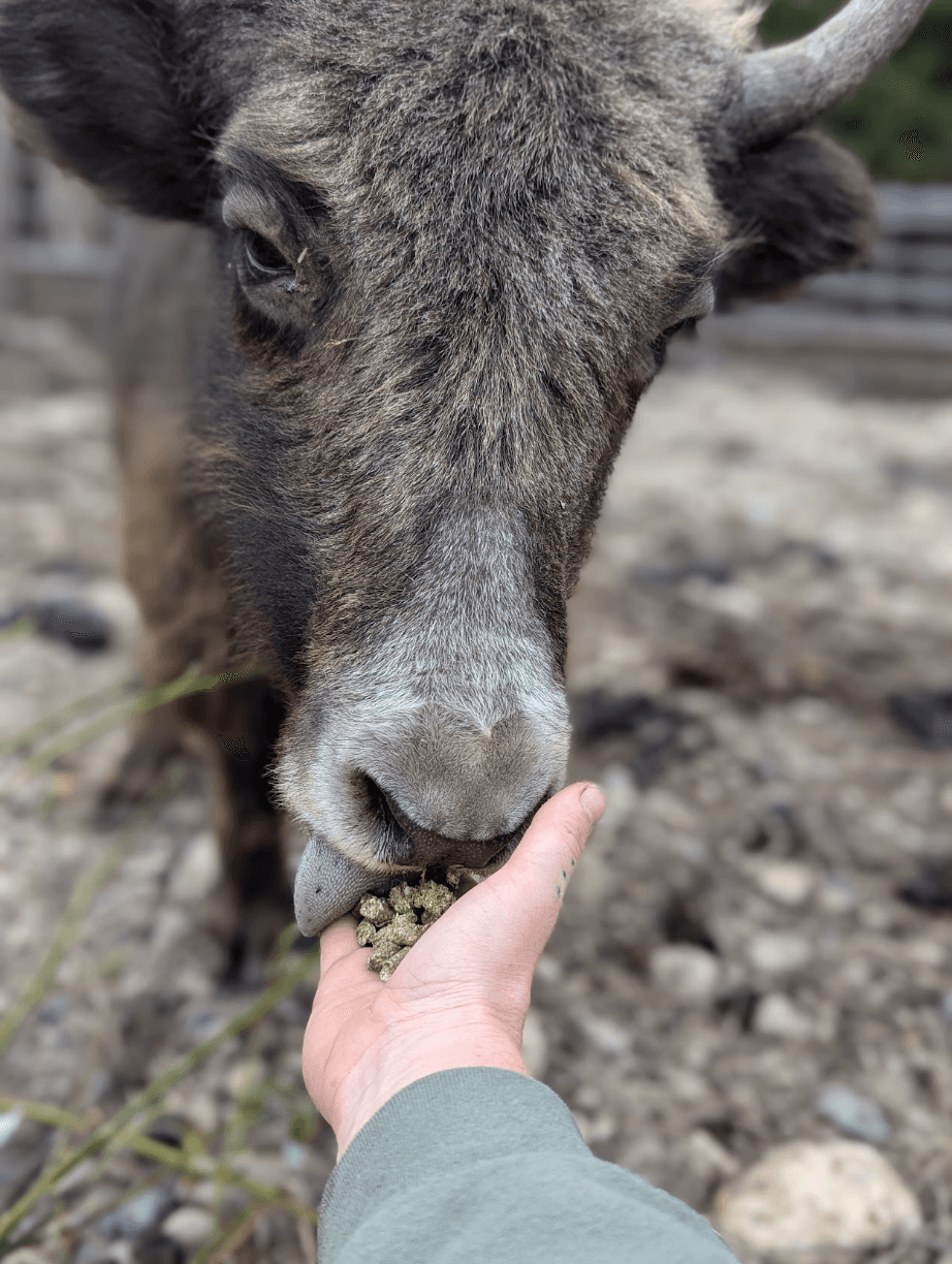 Close-up of cow being hand-fed pellets on outdoor farm trail