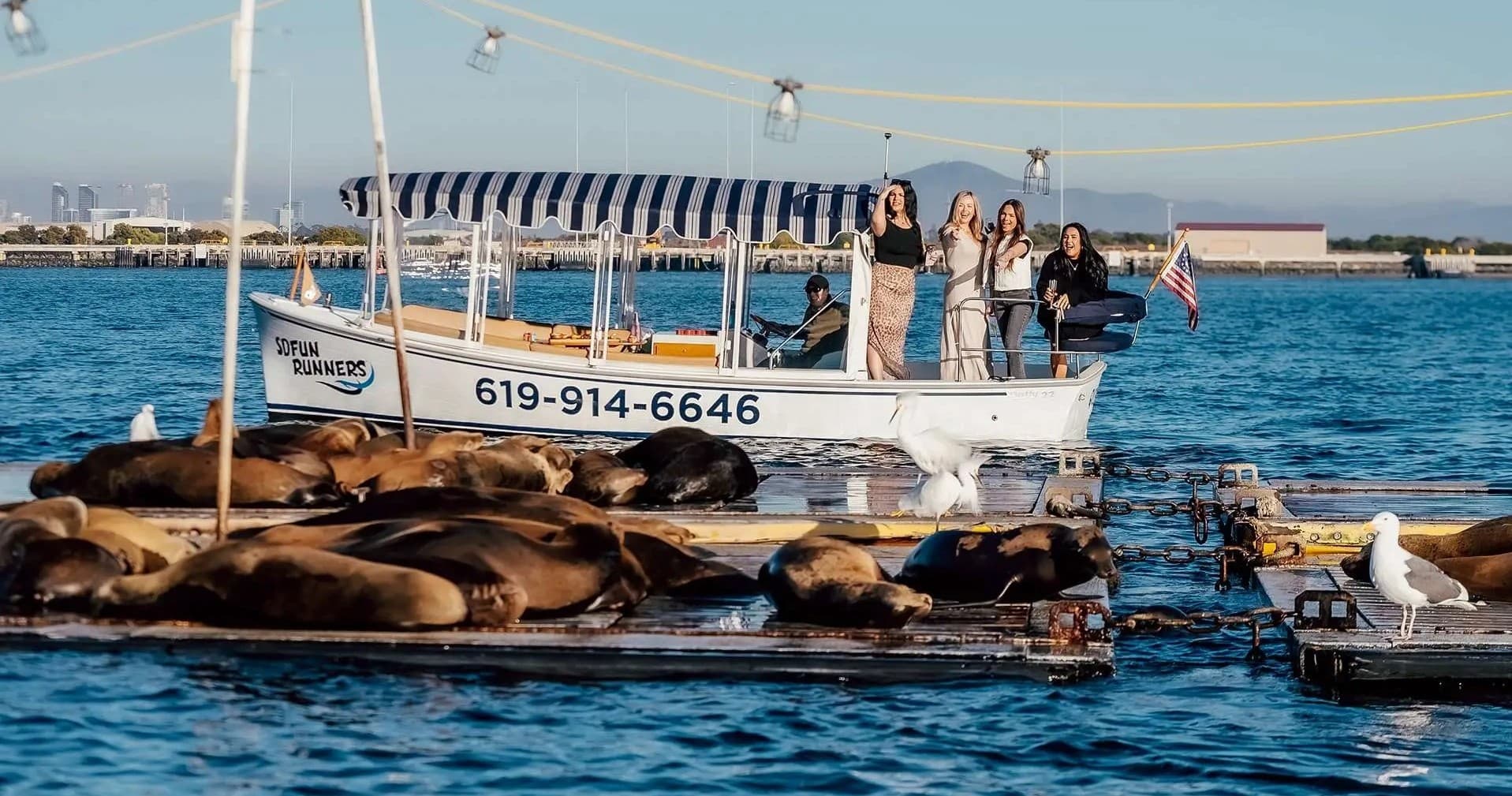 Boat tour by sea lions on San Diego harbor with wildlife