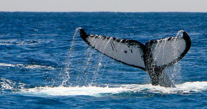 Humpback whale tail breaching offshore near Olowalu, Maui