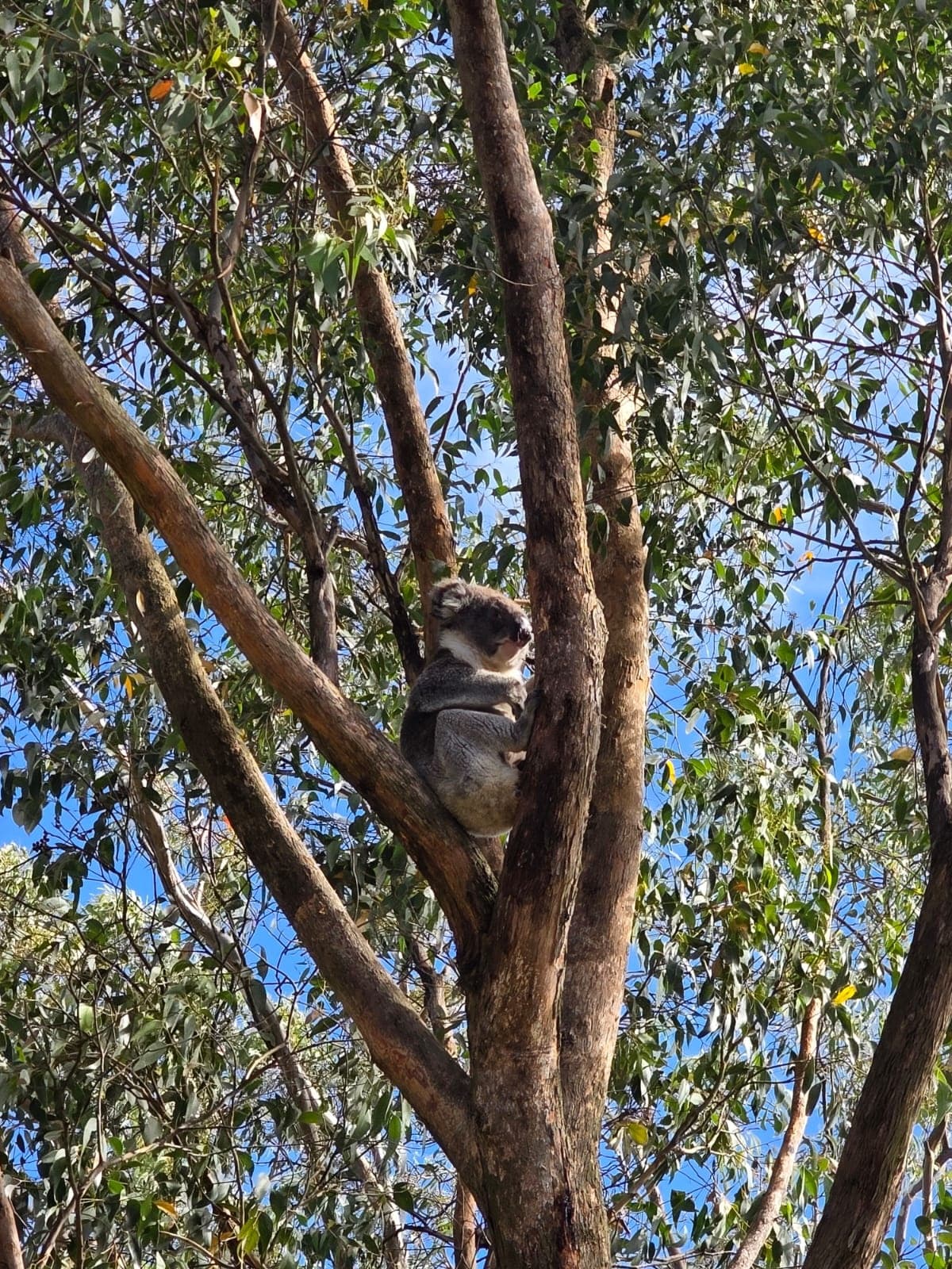 Hills to Wildlife: Mount Lofty, Hahndorf & Victor Harbor Full-Day Tour