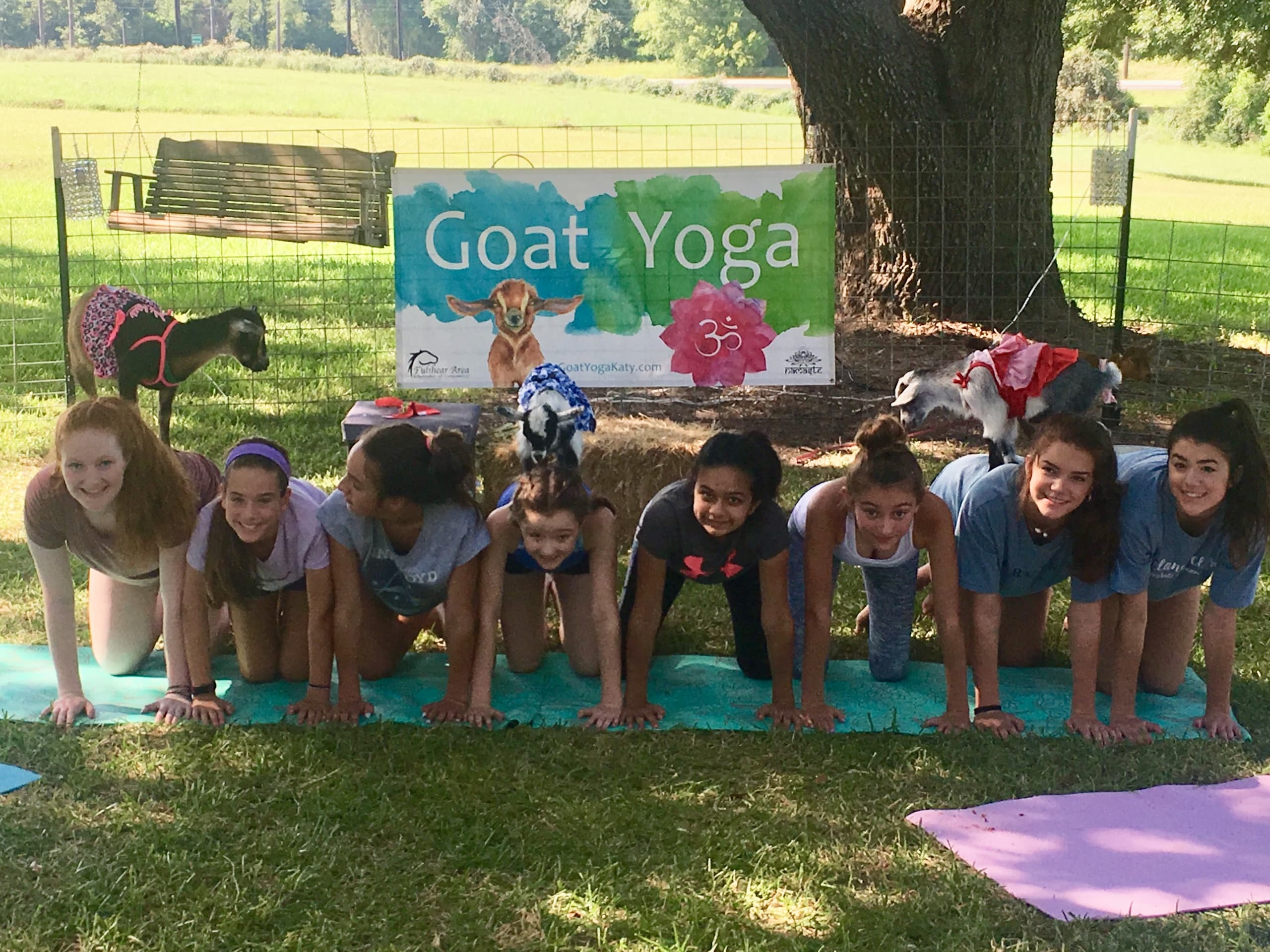 Goat Yoga Experience in Brookshire, Texas