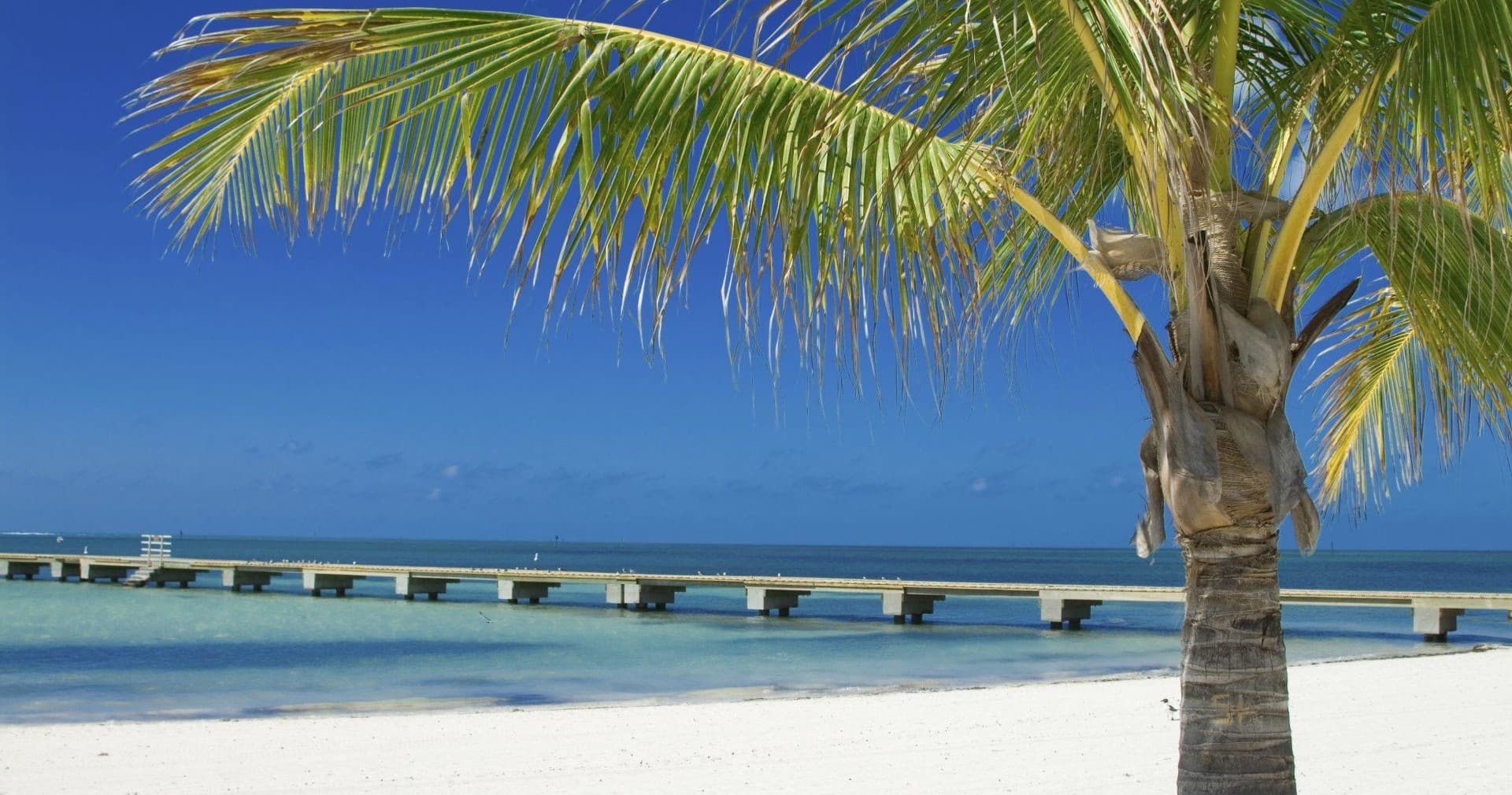 Palm tree beachfront with pier and white sand beach view