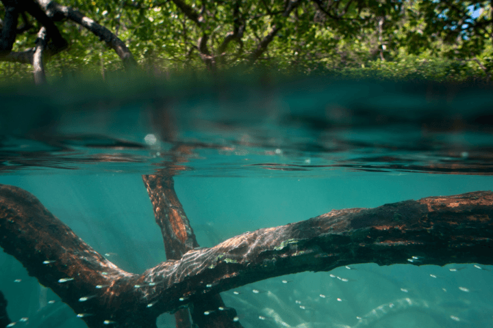 Siesta Key Eco and Beach Tour: Paddle Turtle Beach and Lido Shorelines