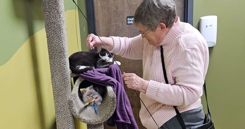 Cat Lounge Visits at The Cafe Meow Roseville