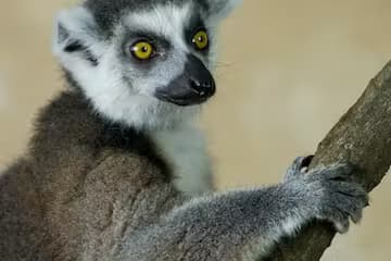 Wildlife & Animal Encounters at Tuesday Camp Session