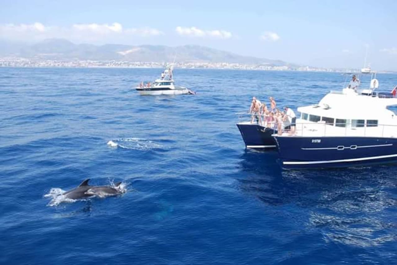 Dolphin-watching cruise from charter boat on open sea