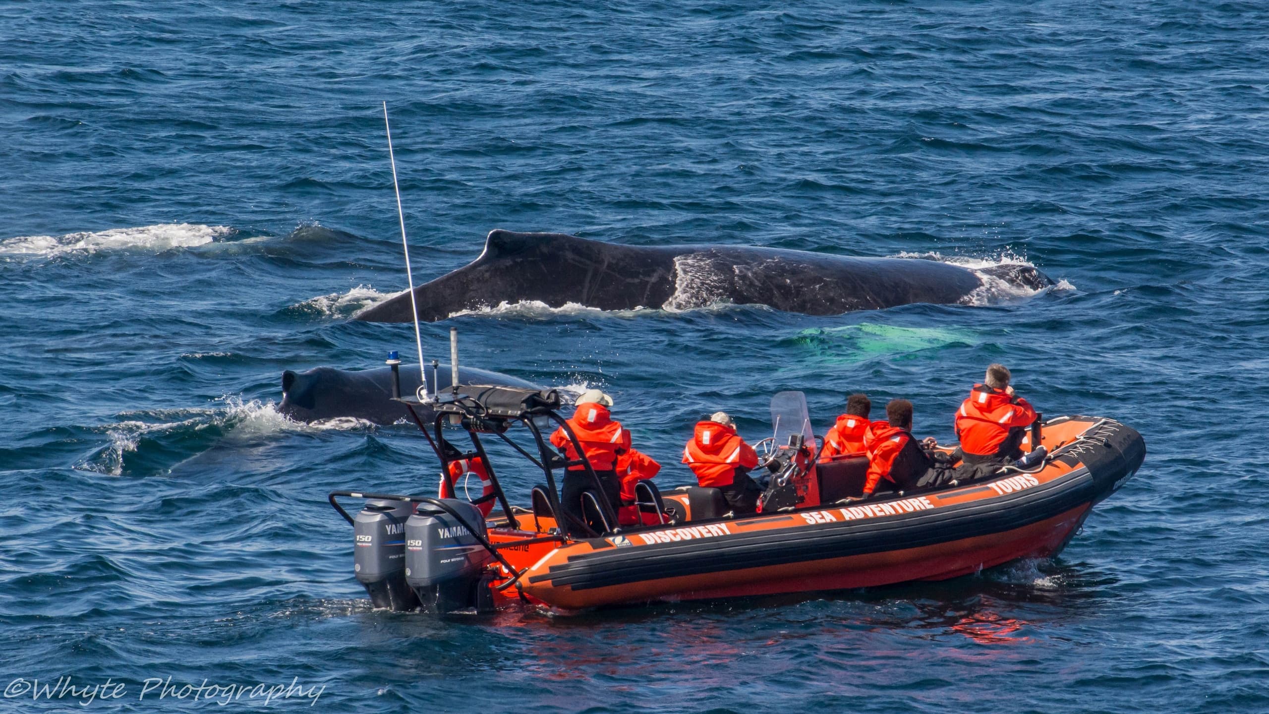 Wildlife & Water: Whale Watching with Discovery Sea Adventure Tours