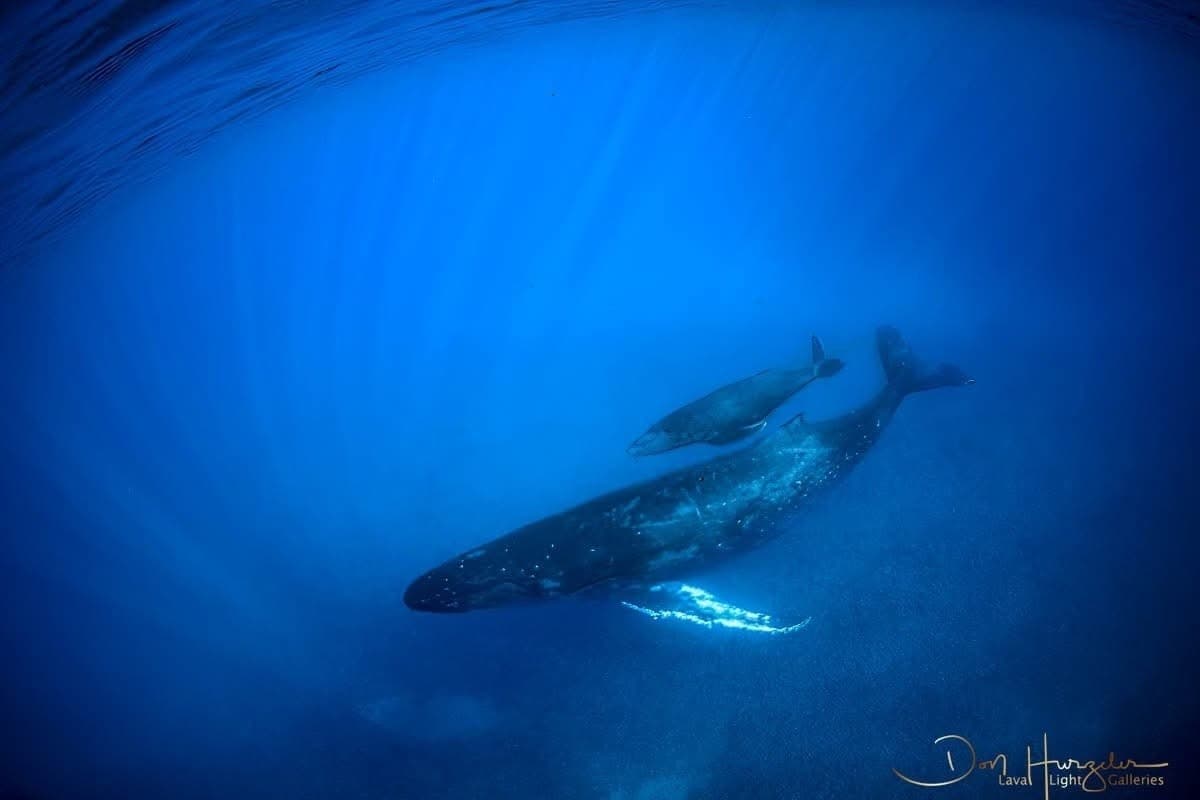 Blue-hued underwater whale swimming in deep open ocean scene