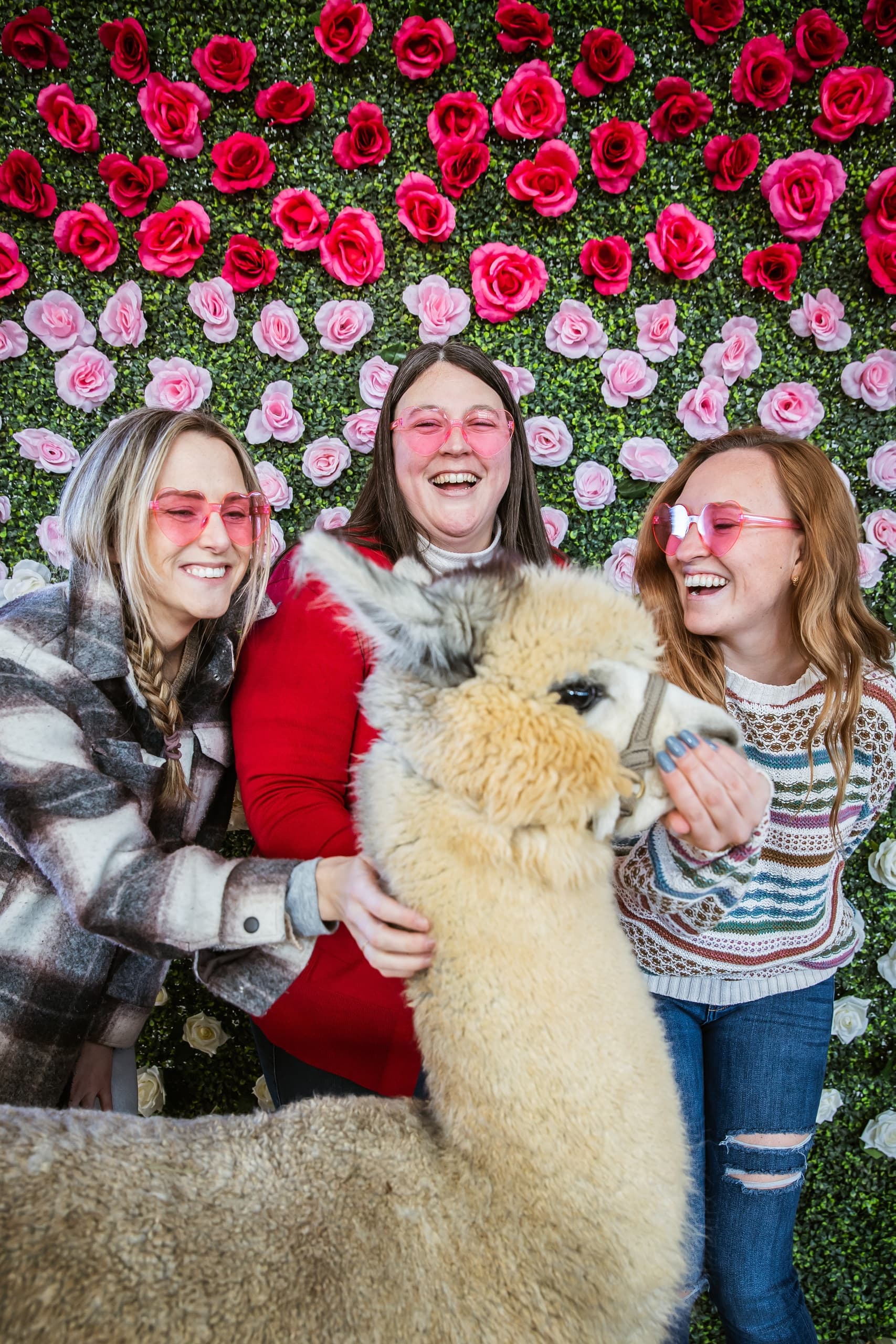 Valentine's at Black Barn Alpacas: Sweet & Sassy Single Mingle in Finksburg, MD photo 1