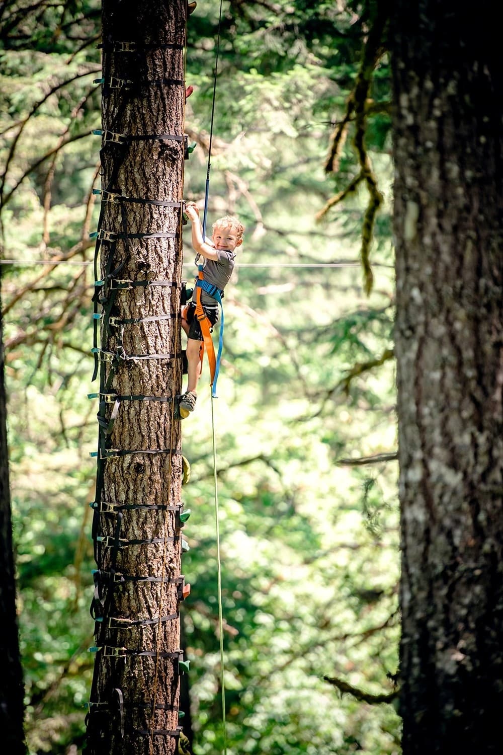 Child climbing tree ladder on high ropes course in forest