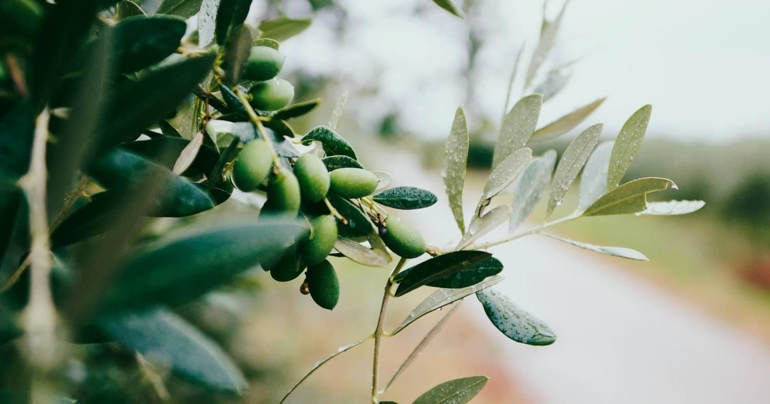 Outdoor Cultural Tour: Nafplion Olive Oil & Ancient Epidaurus with Unique Greek Tours
