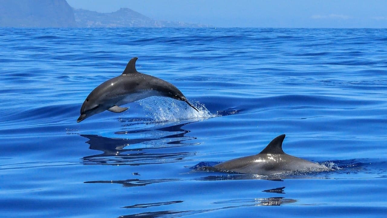 Wild dolphins leaping through open ocean near coastal waters