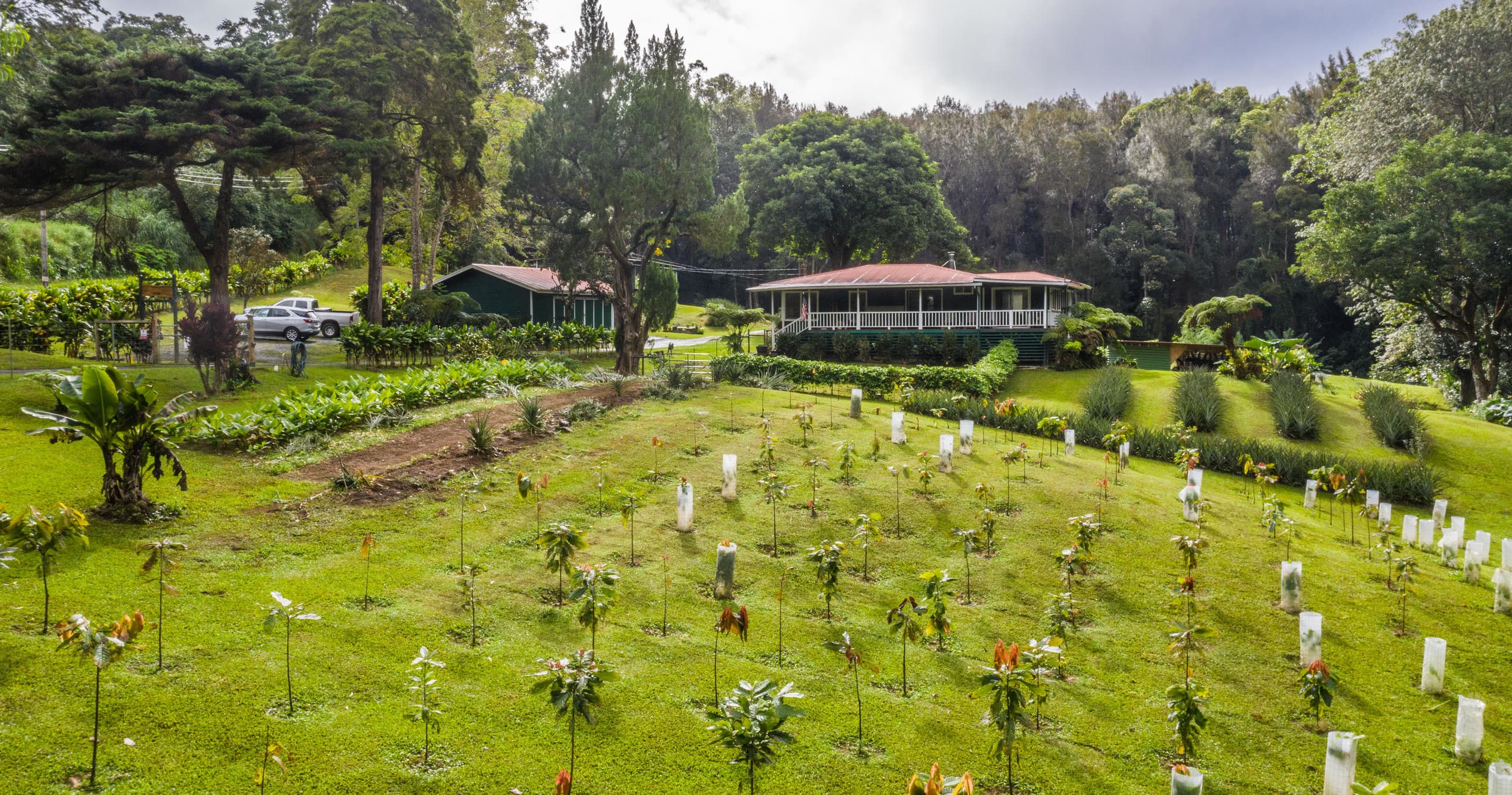 Lush chocolate farm landscape with cacao trees and fields