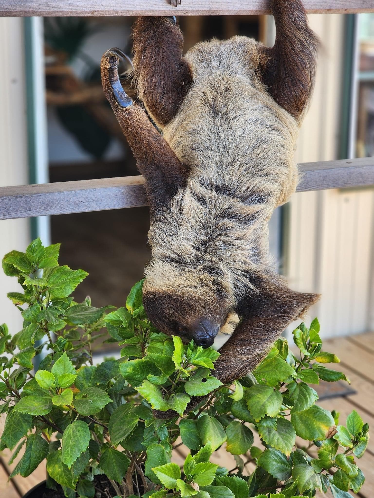 Sloth hanging and feeding on plants at wildlife park enclosure