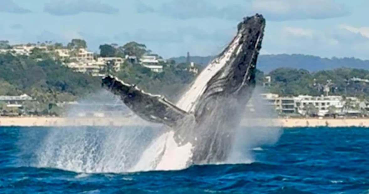 Humpback whale breaching near shore in dramatic surf