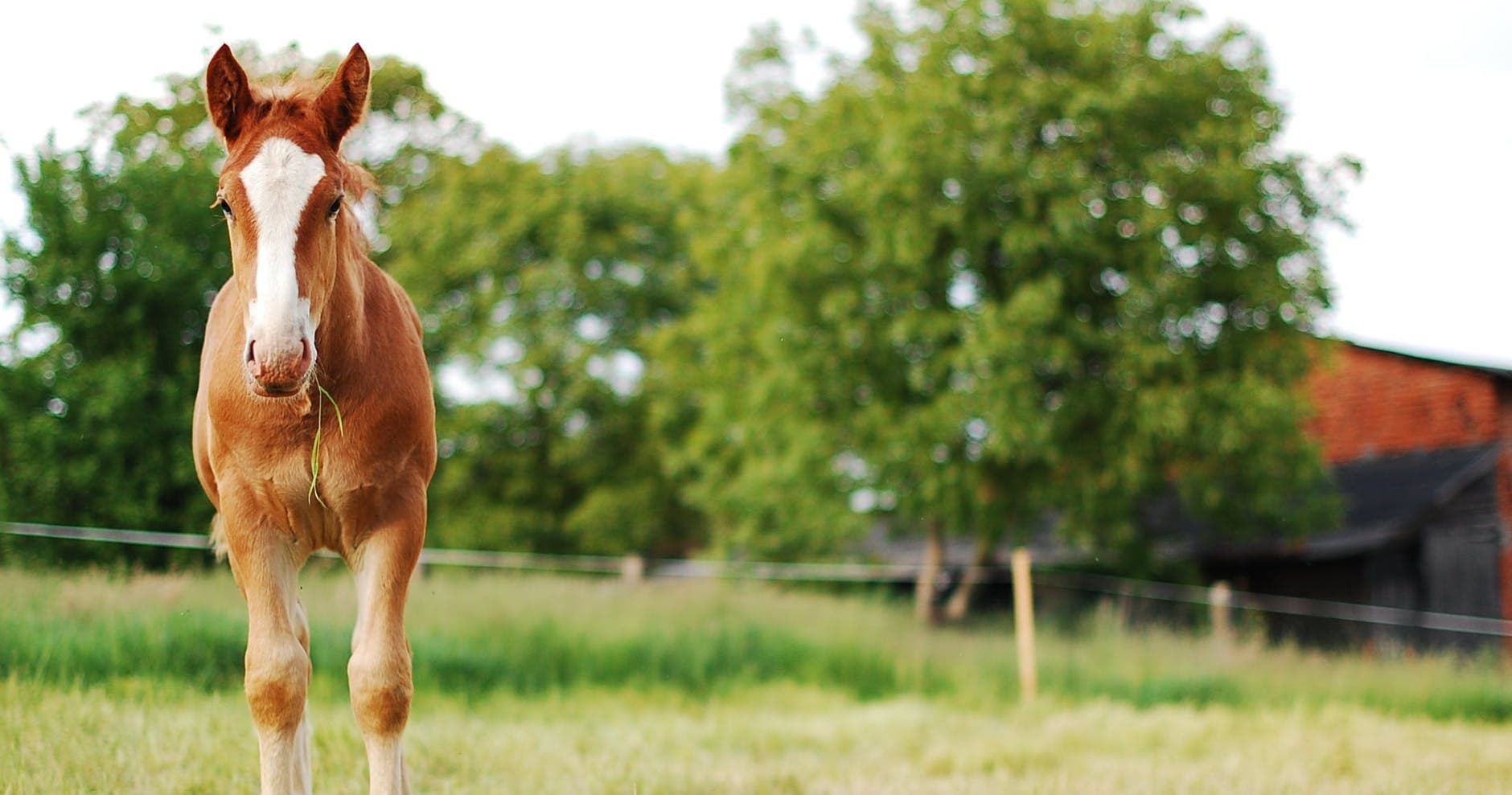 Chestnut foal standing in sunny pasture near barn