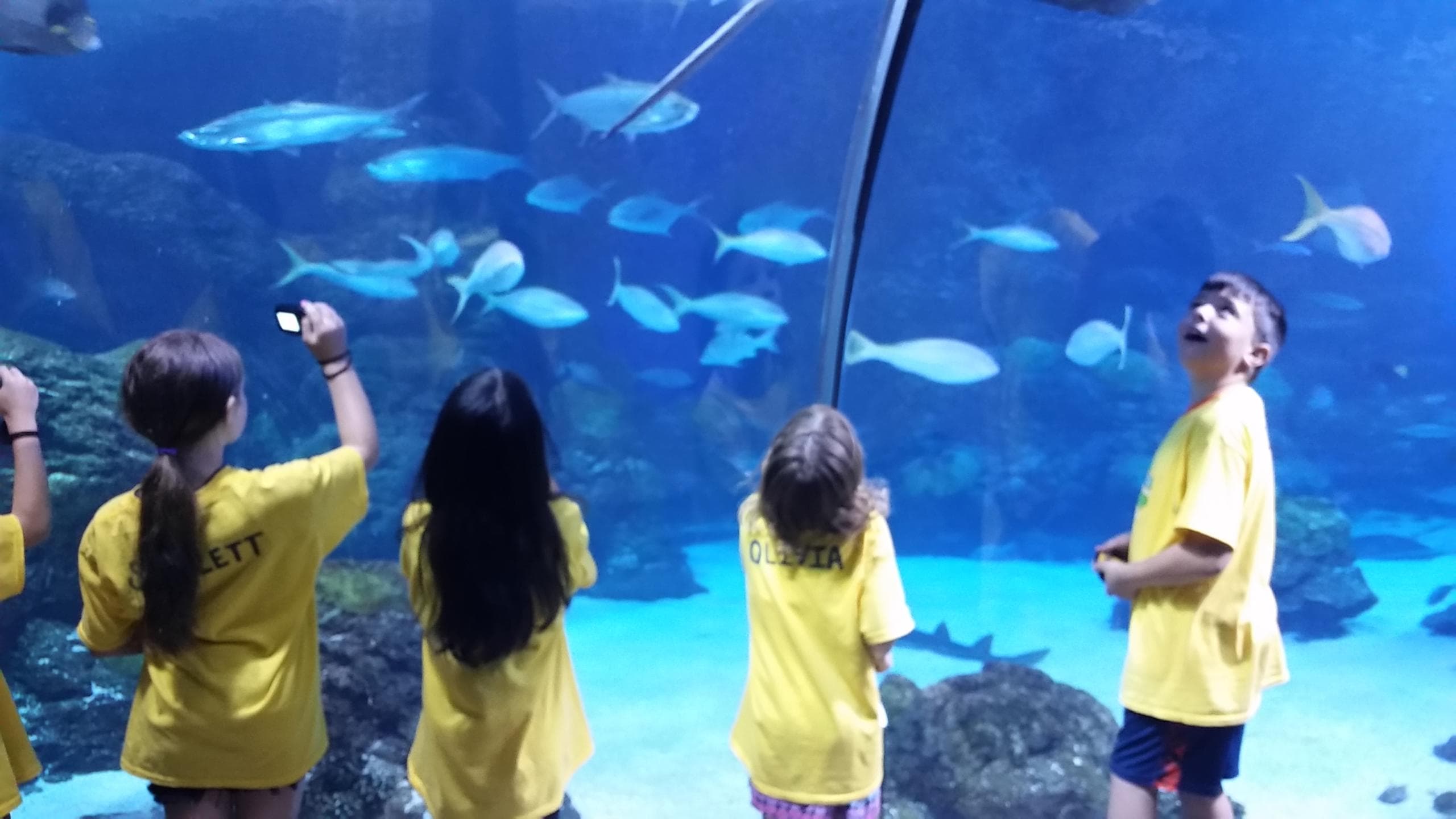 5 Day Sea Safari Summer Camp in Denver for Kids