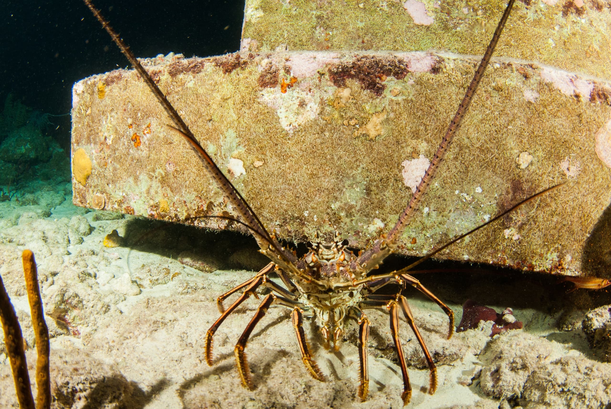 Two-Tank Lobster Dive in Key Largo: Reef Exploration & Lobstering Charter