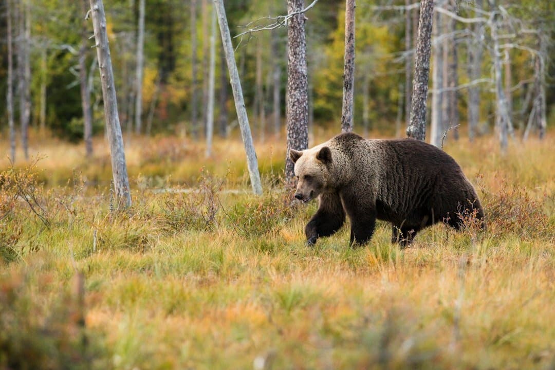 Wildlife & Nature Adventure at Yellowstone's Lamar Valley with Beartooth Tours