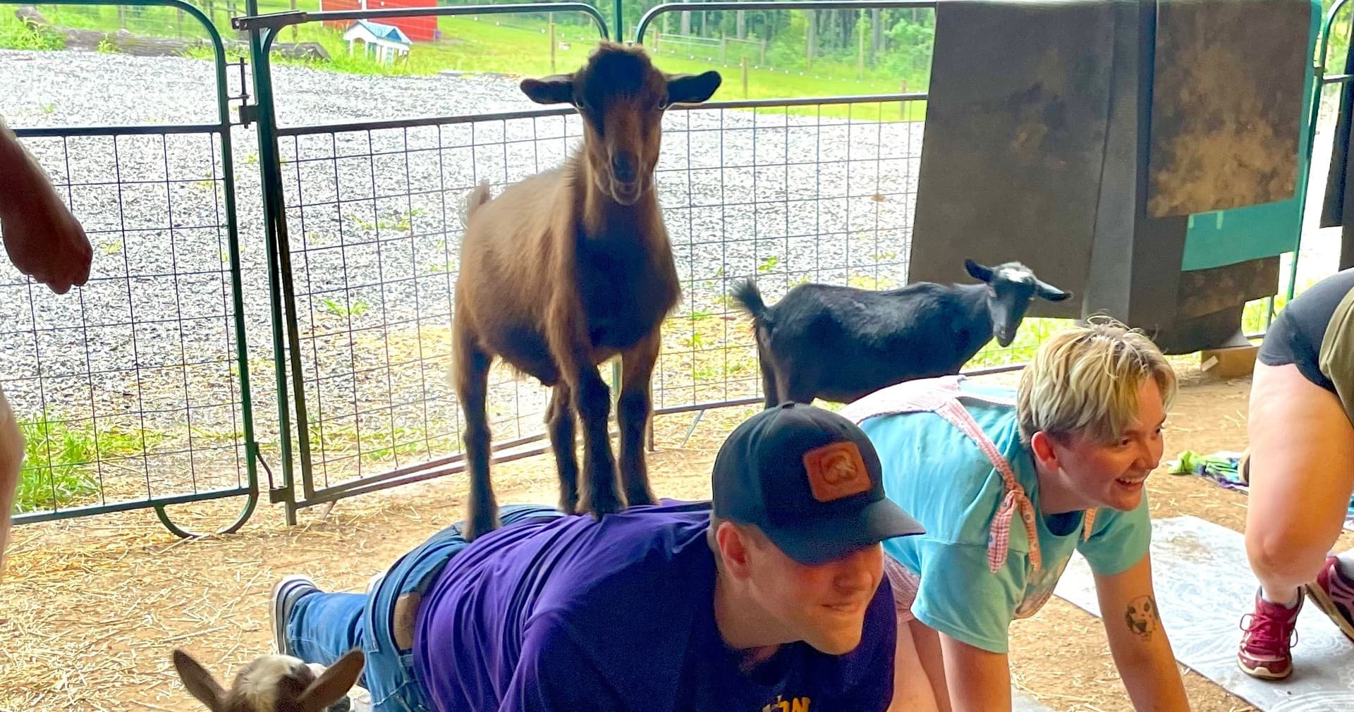 Participants doing goat yoga planks with goats on farm