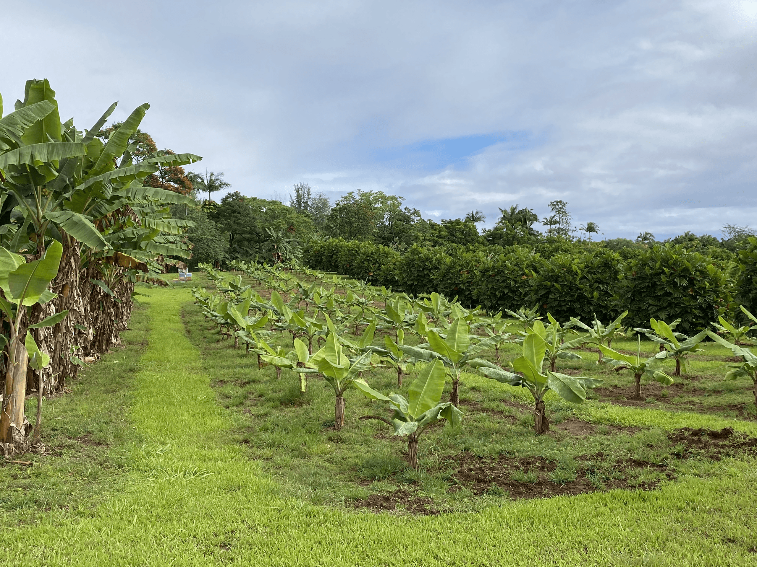 Tropical farm rows and banana fields on Hilo chocolate tour