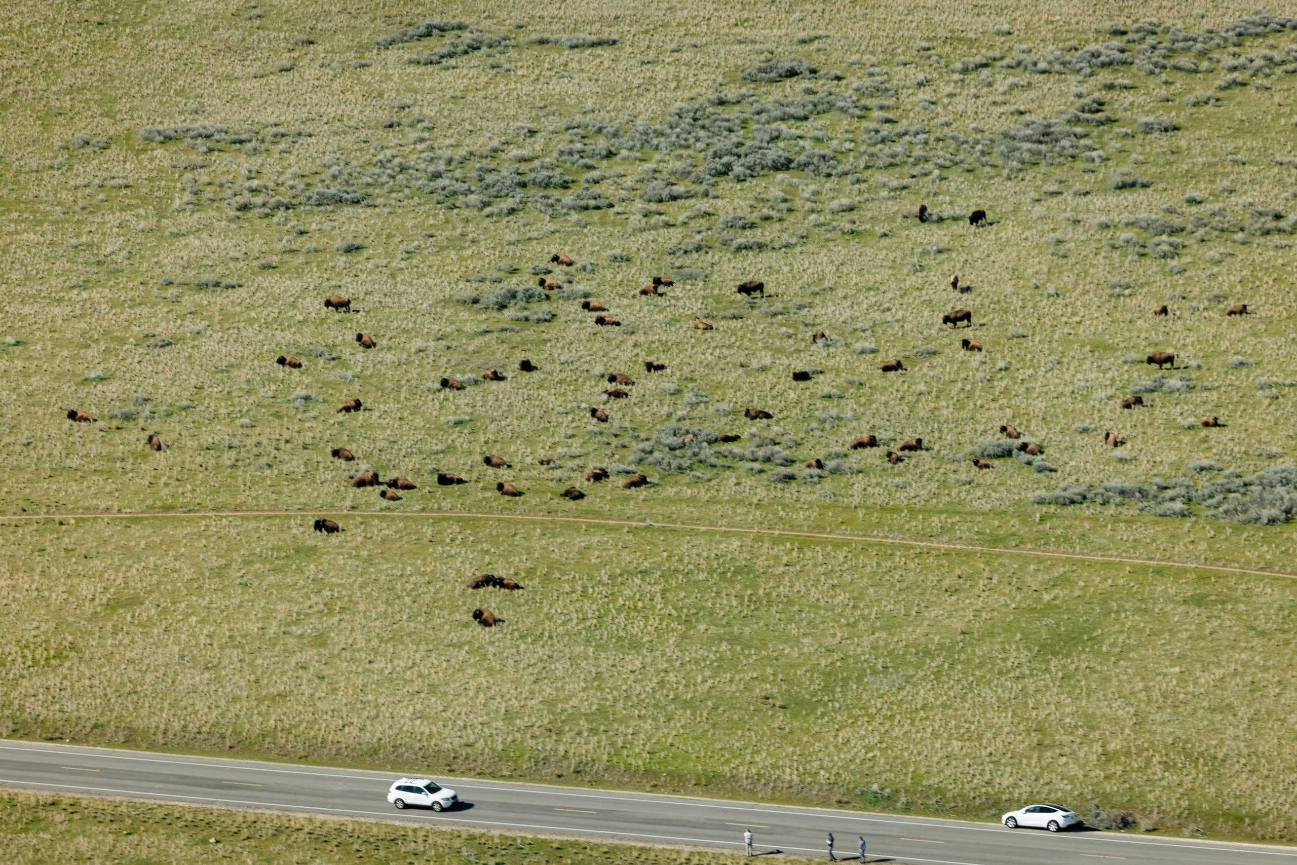Antelope Island Tour — Great Salt Lake Helicopter Views & Island Wildlife photo 4