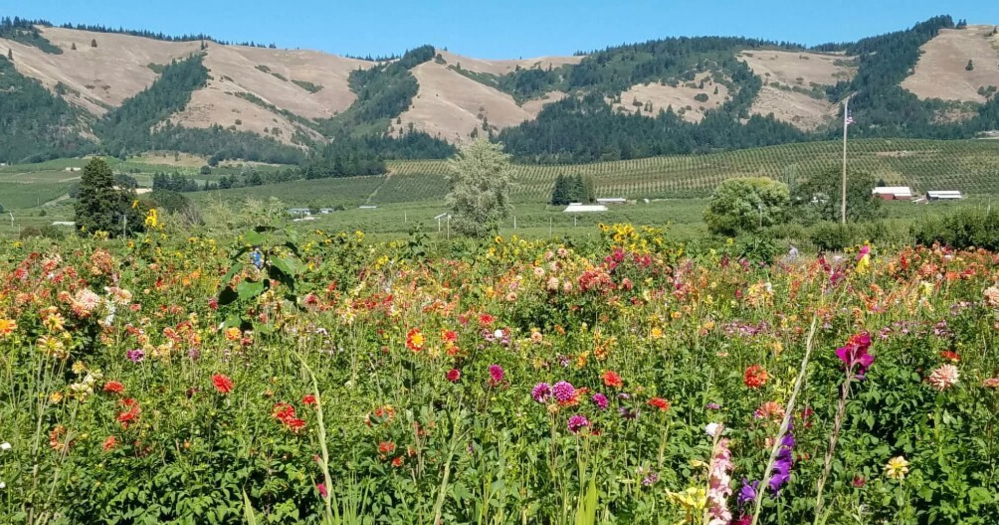 Private Columbia Gorge Wine Tour from Portland, Oregon