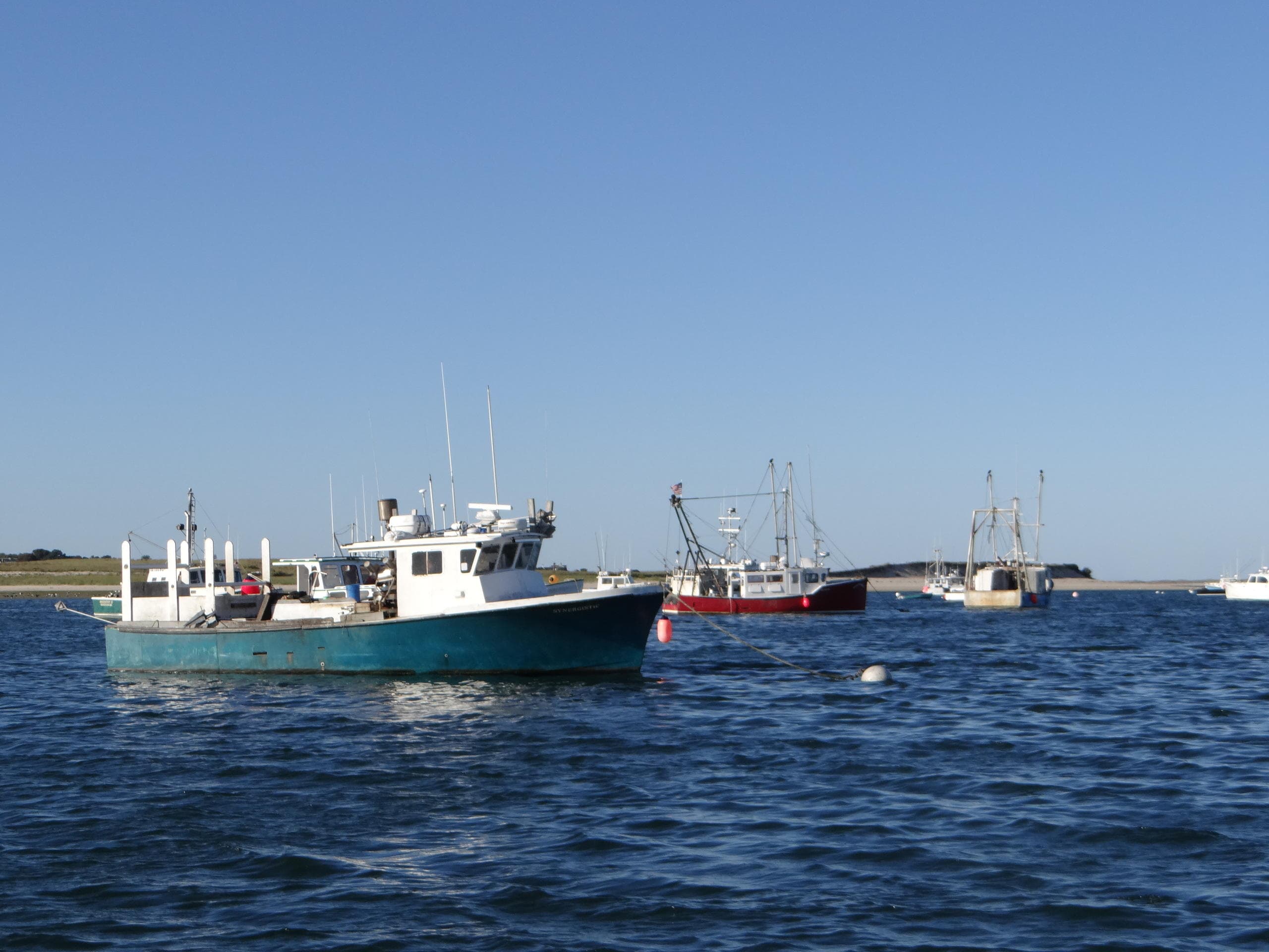 Water Activities Guide: Chatham Harbor & Seal Tour with Down Cape Charters