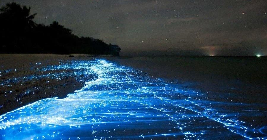 Fajardo Bioluminescent Bay Night Kayaking in Puerto Rico
