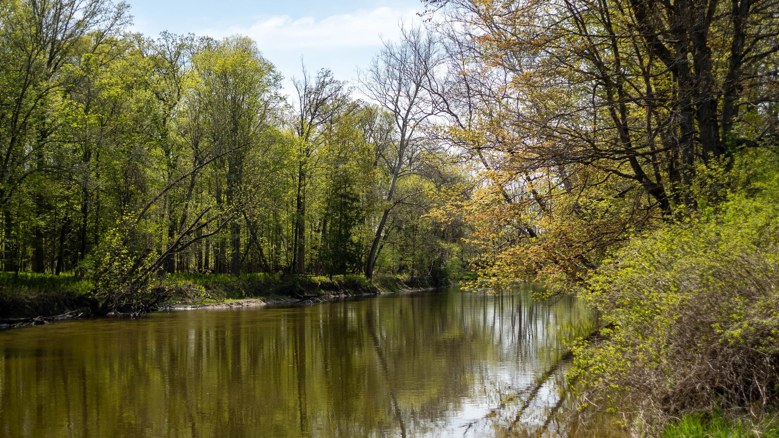 Tranquil forest river scene with gentle bends and reflections