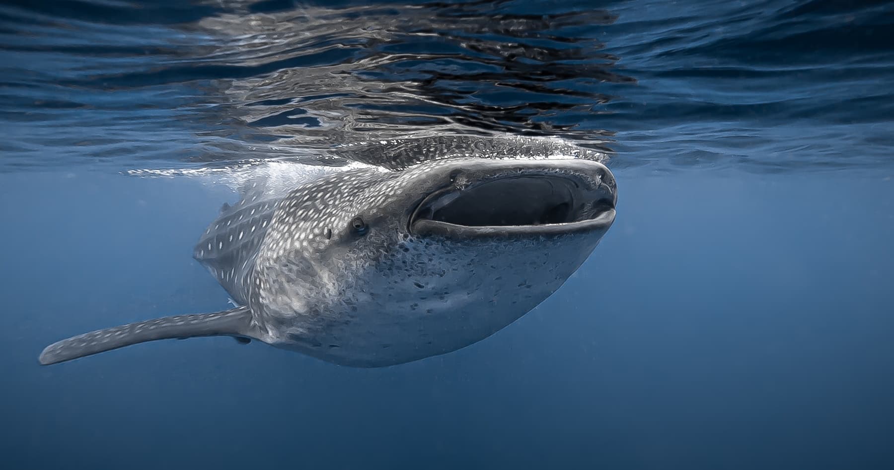 Swim with Whale Sharks on the Yucatán Coast: A Small-Boat Snorkel Adventure