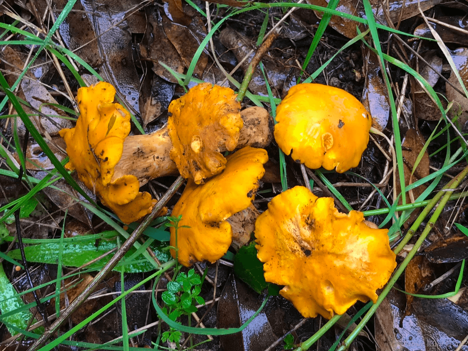 Wild Mushroom Foraging with Big Sur Guided Tours in California