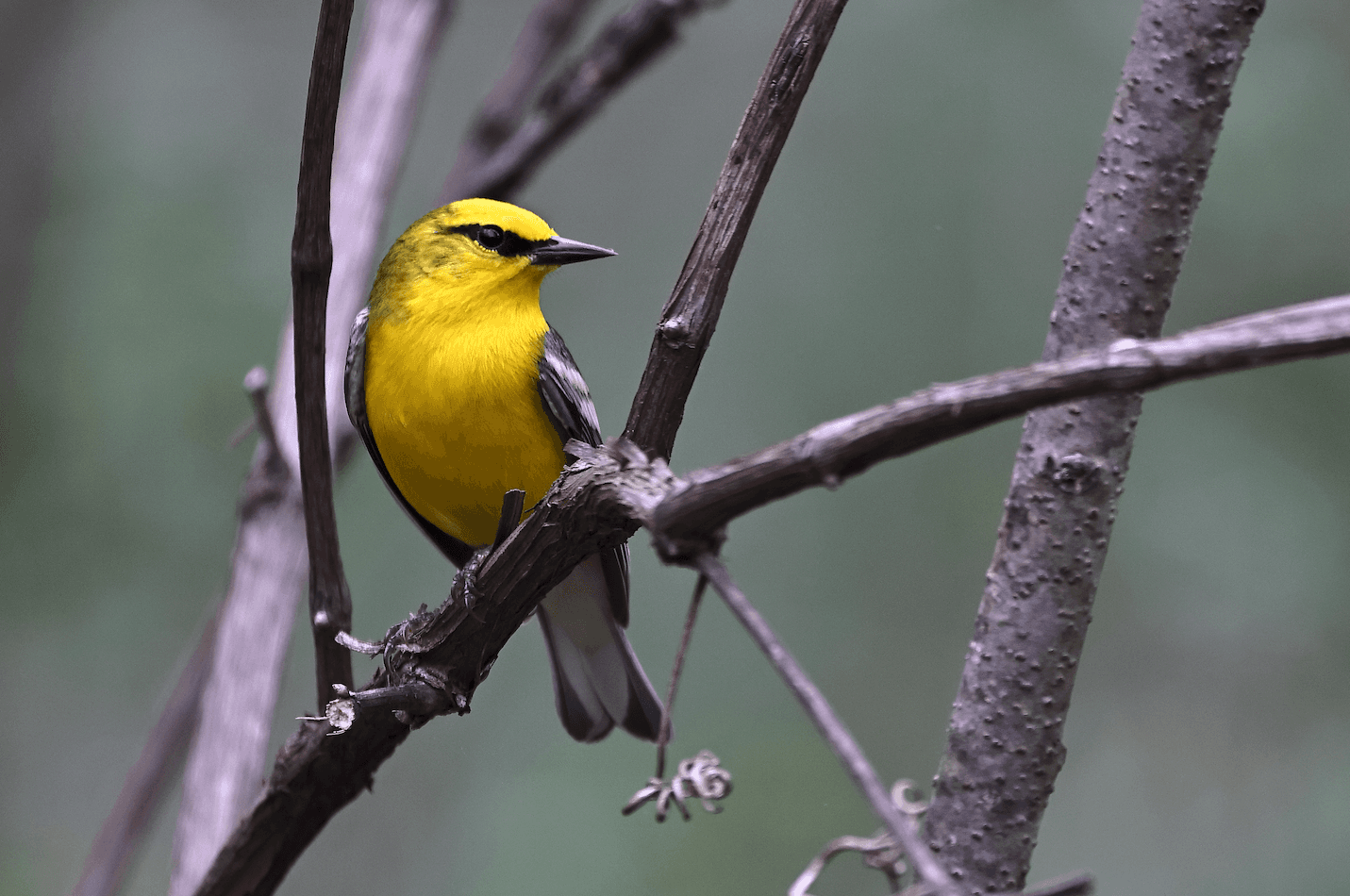 Guided Birding Walks at Triple W Farm in Grayson, KY | Warblers, Raptors & Photography photo 2