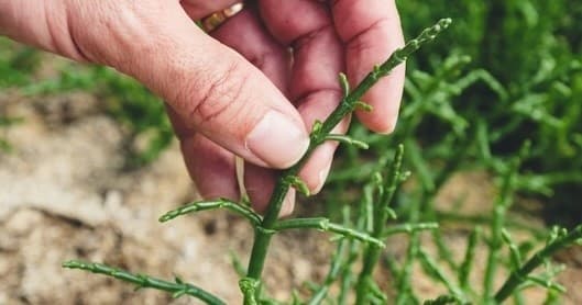 Salicornia Farm Experience in Portimão by Farm Experiences & Tours
