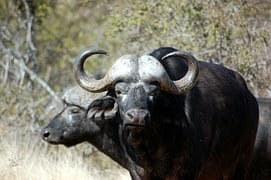 15-Day Uganda Wildlife & Gorilla Safari with Kent Safari Tours