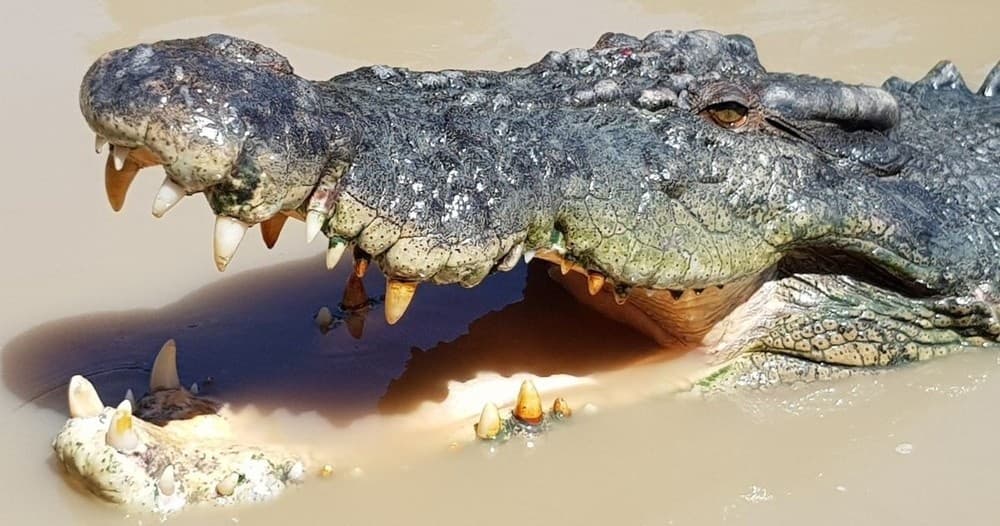 Croc Spot Tours fleet