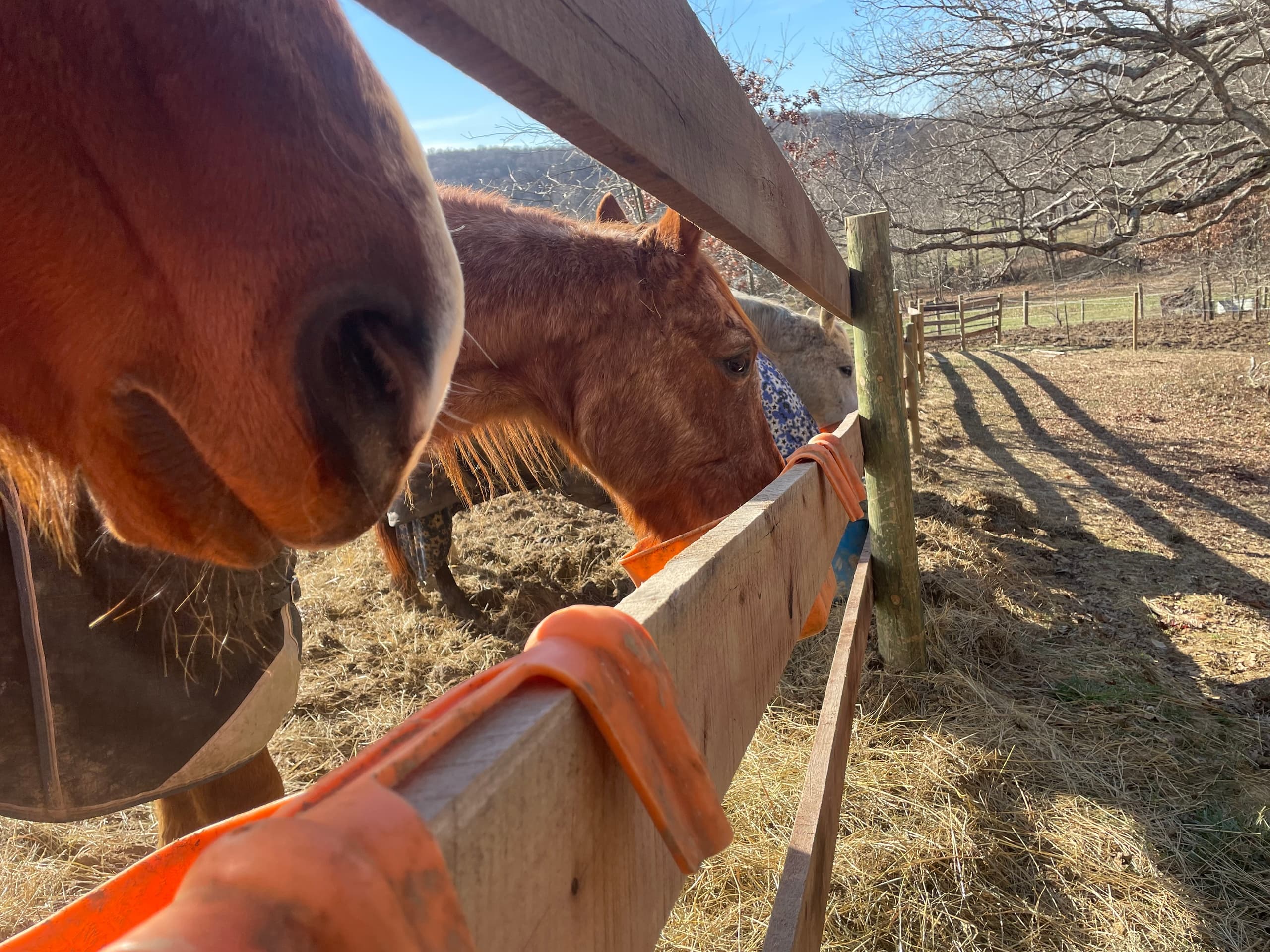 Private One Hour Horseback Ride in South Bloomingville, Ohio