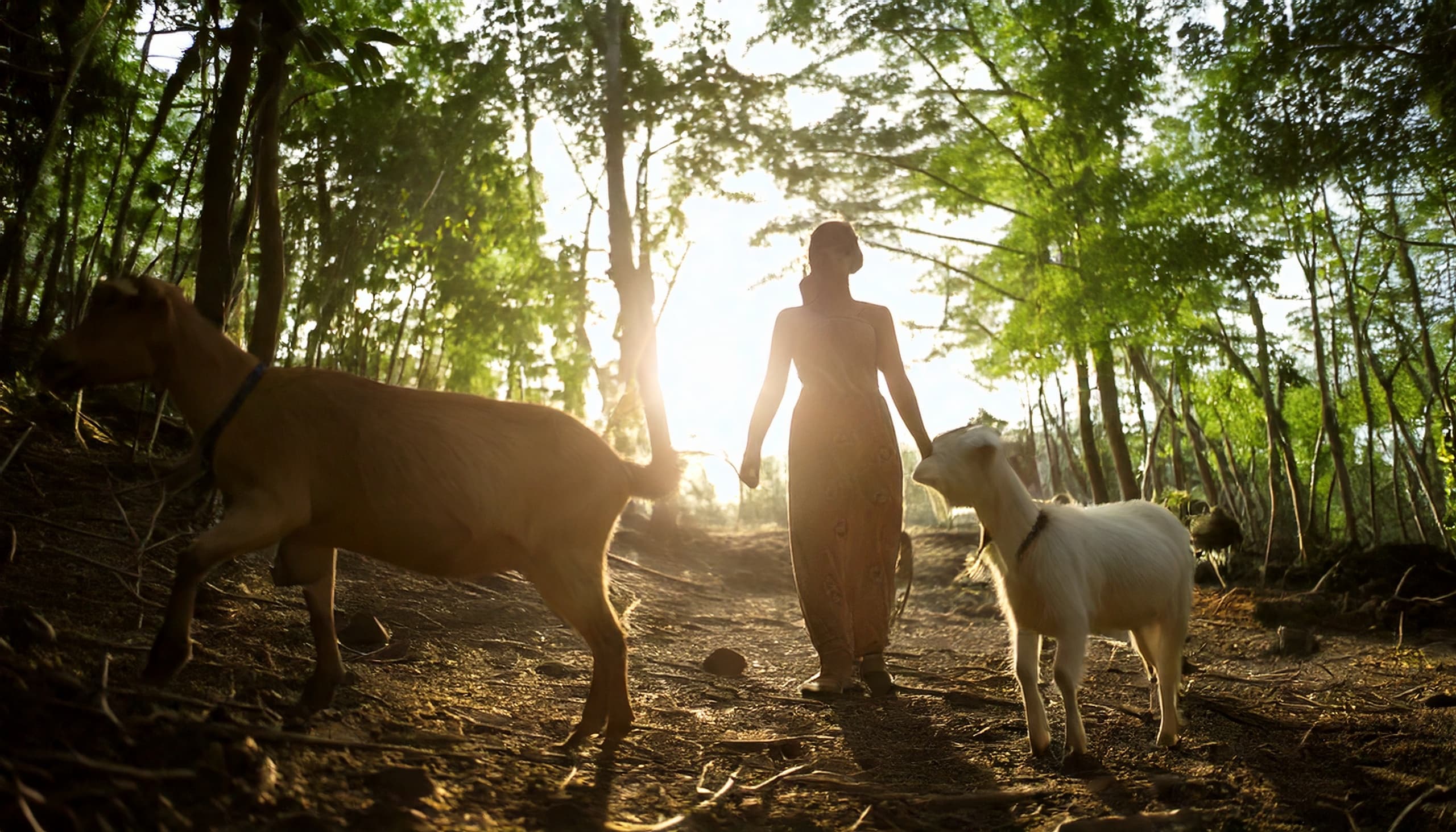 Silhouetted person walking goats in backlit forest clearing