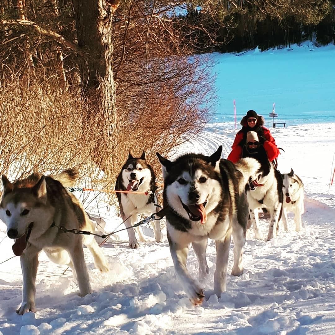 Dog Sledding with Aurora Borealis Adventures in Vindeln