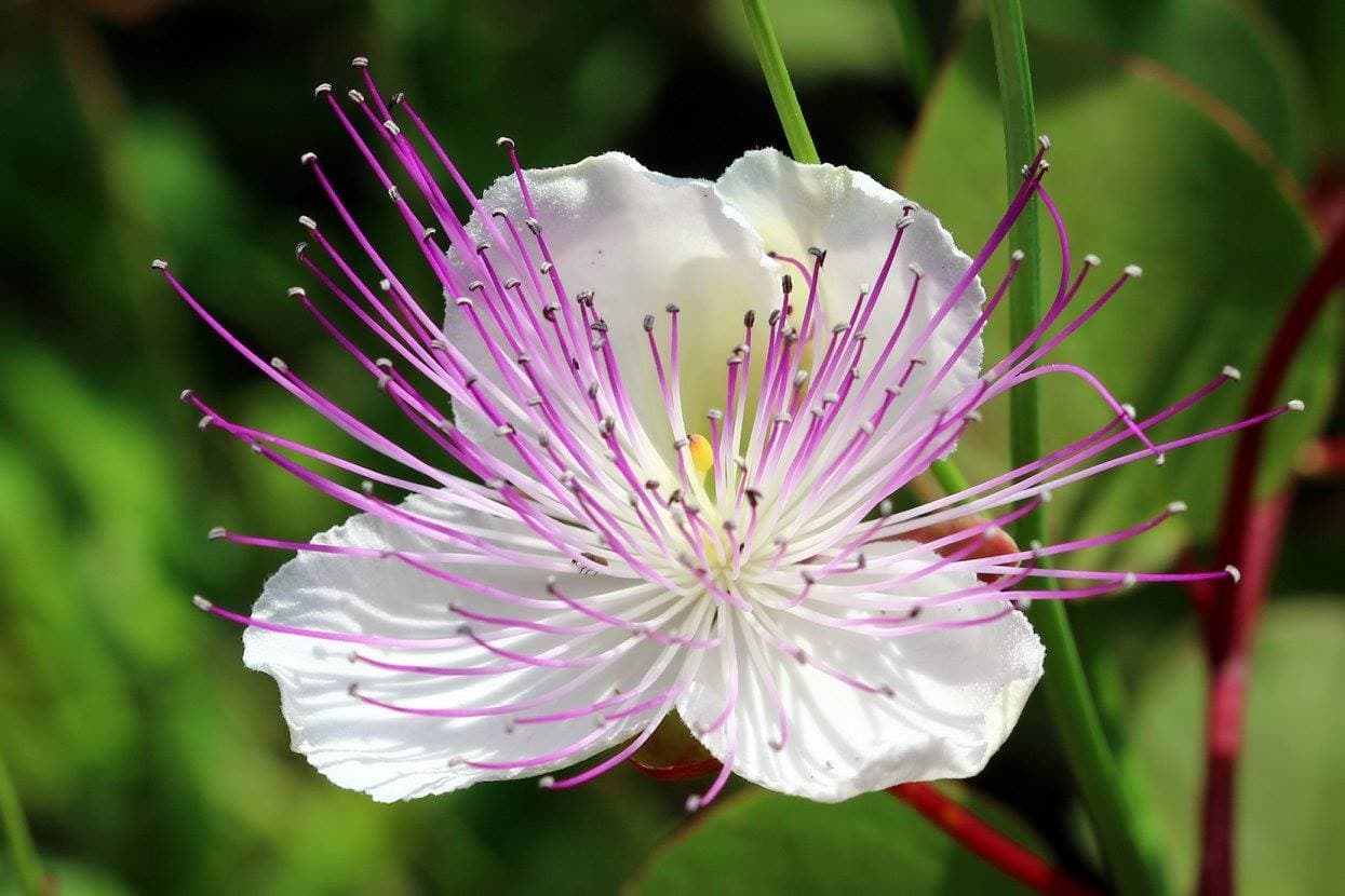 Botanical Walks & Flora Viewing in Crete's Chania Gardens